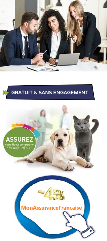 devis assurance chat